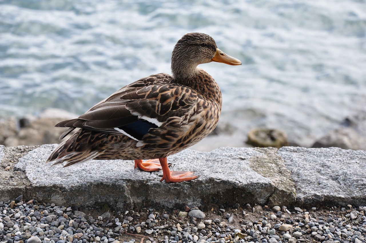 duck lake water bird free photo