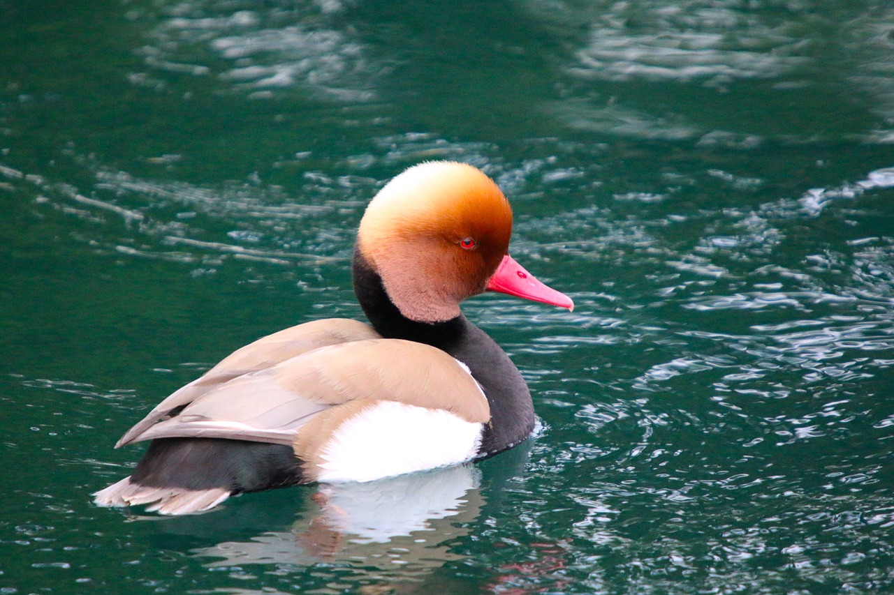 duck river water animals free photo