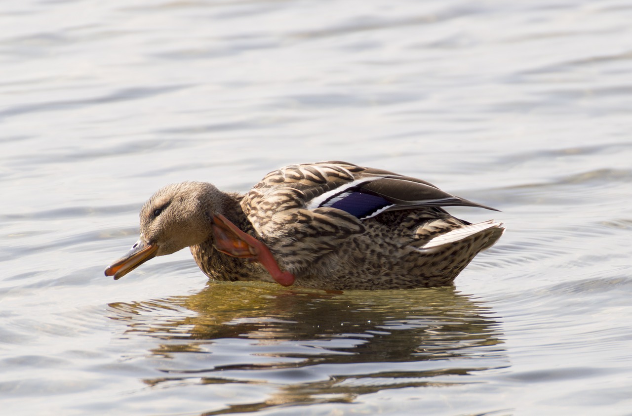 duck water bird duck bird free photo