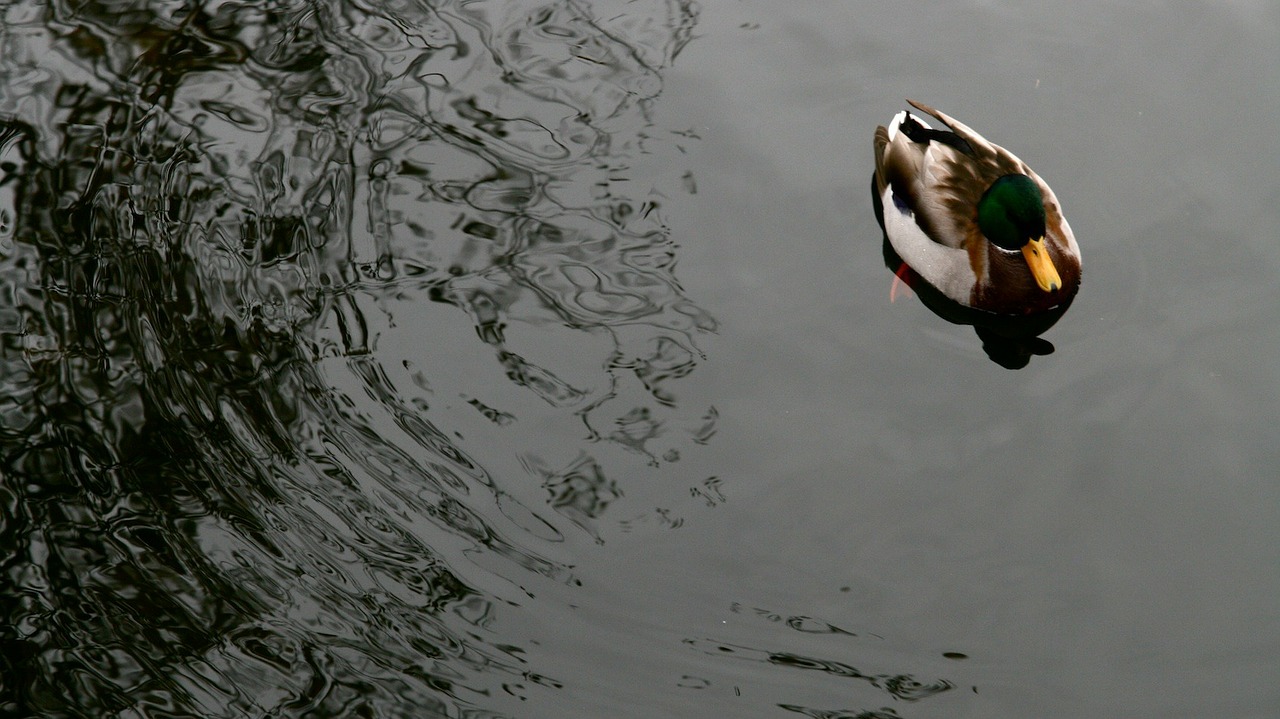 duck water wild duck free photo