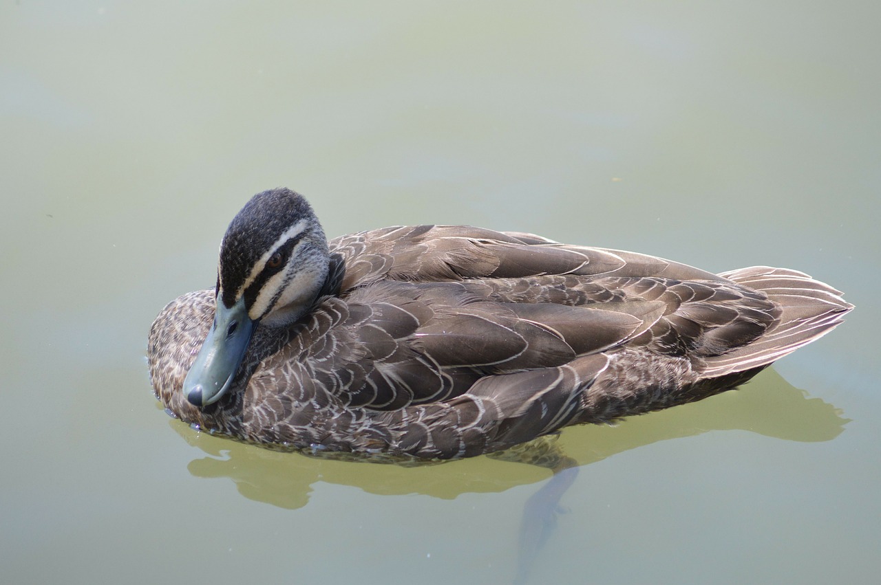 duck lake australia free photo