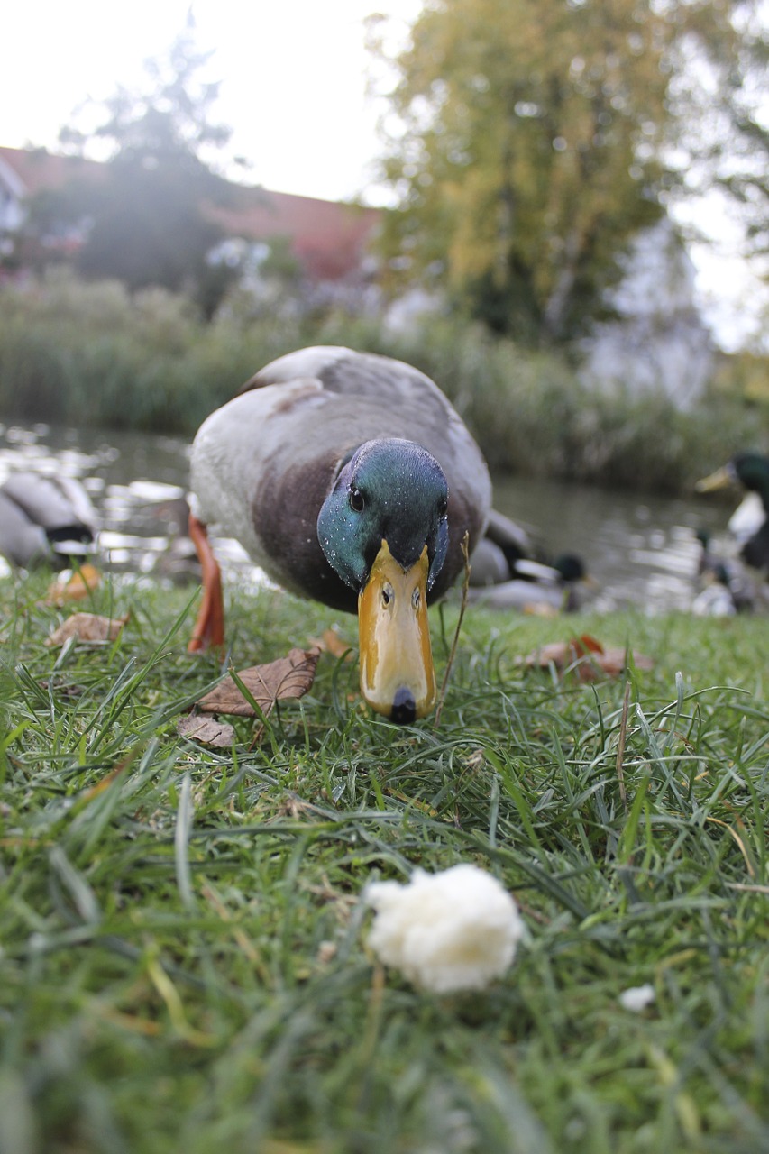 duck animal food free photo