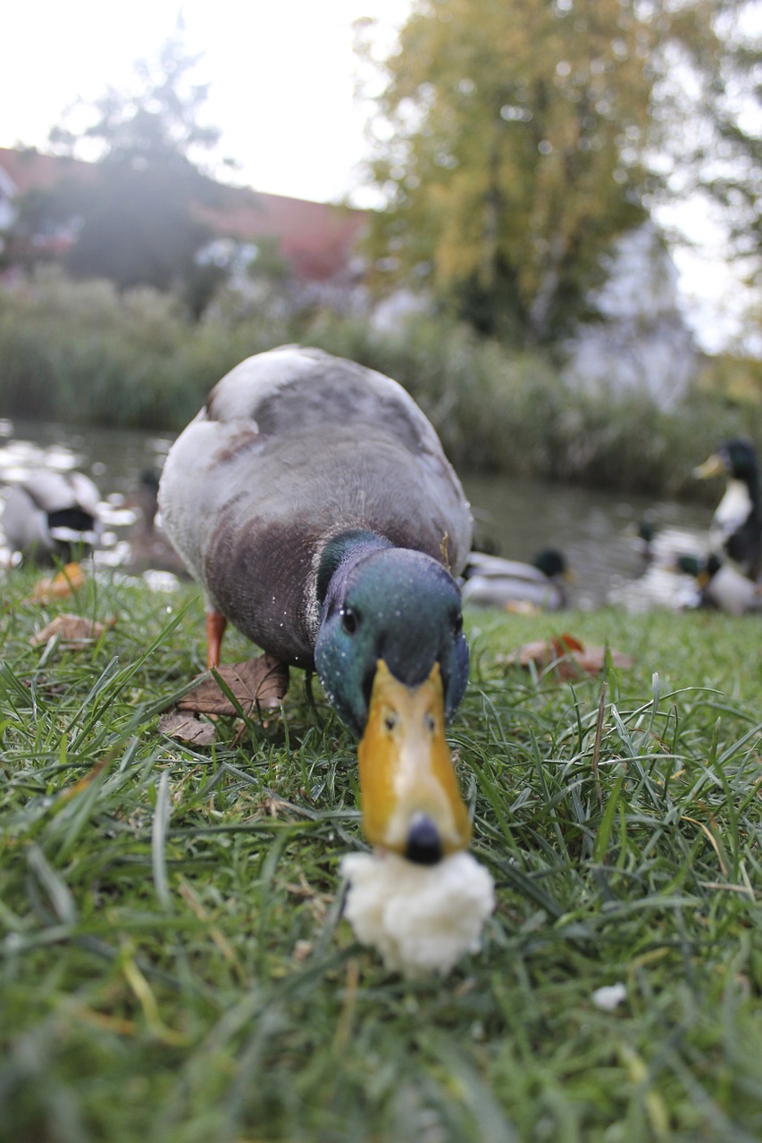 duck animal food free photo