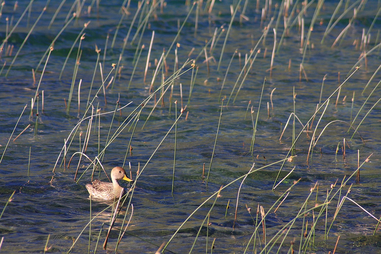 duck animals nature free photo