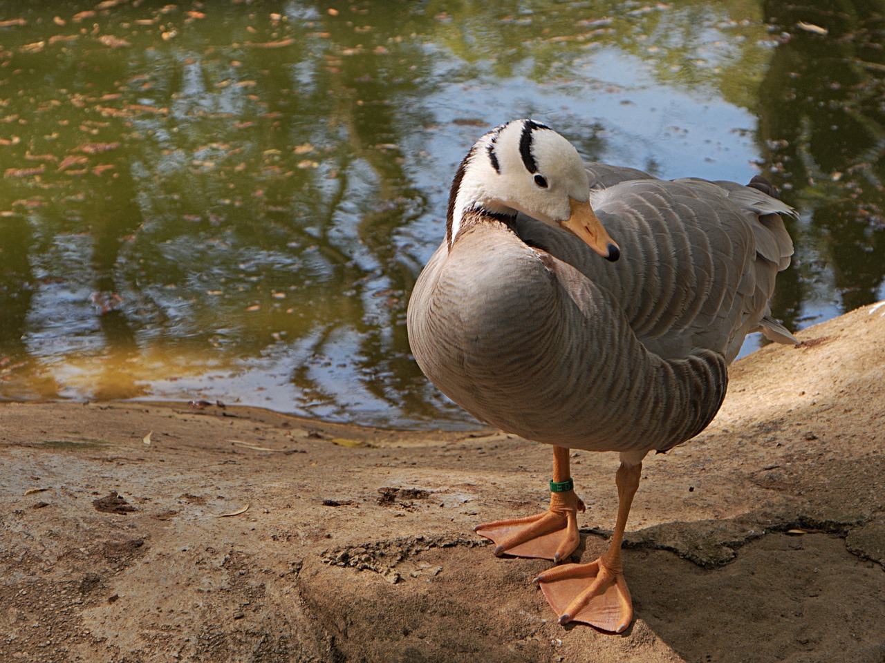 duck bird animal free photo