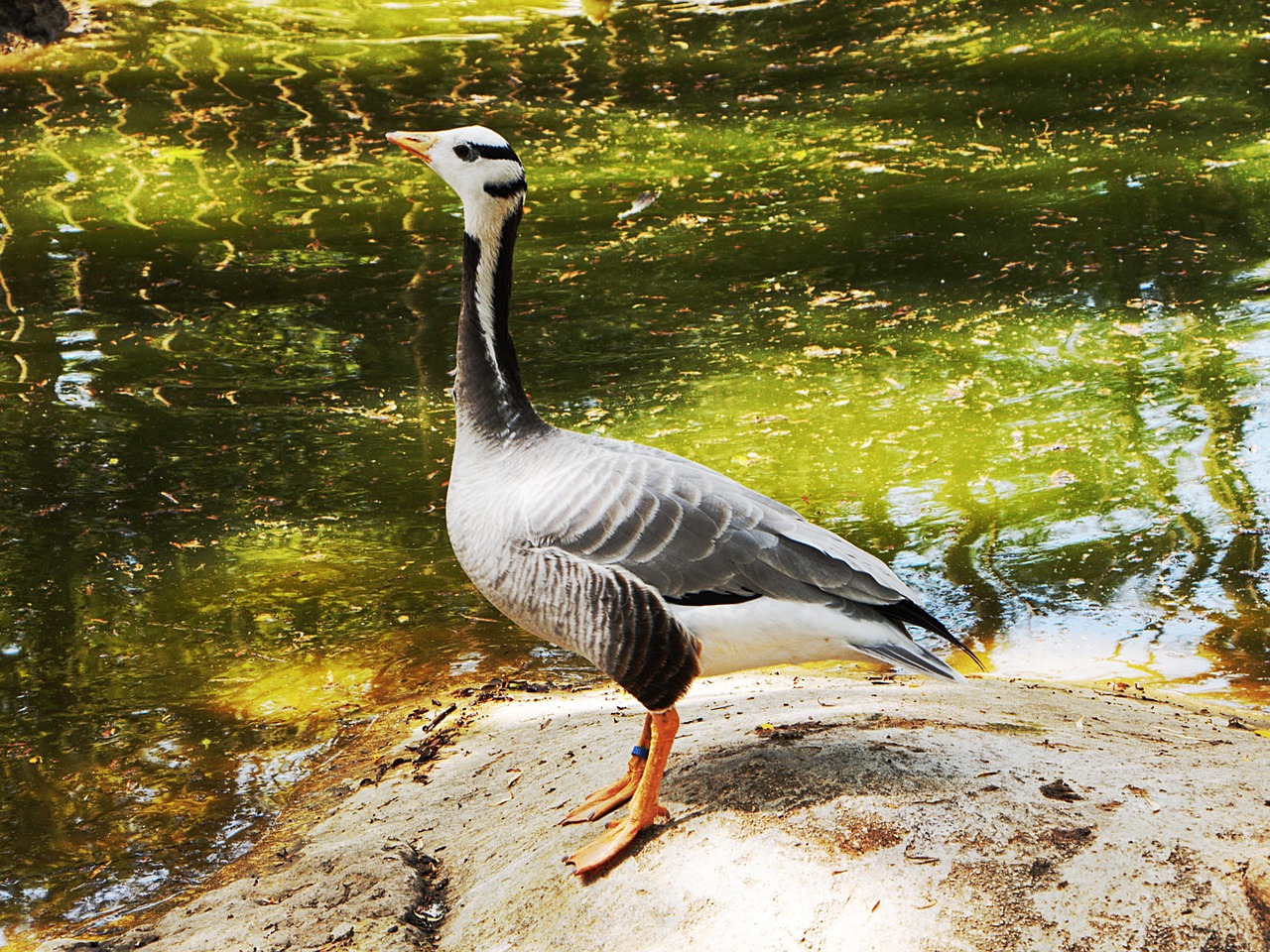 duck bird animal free photo