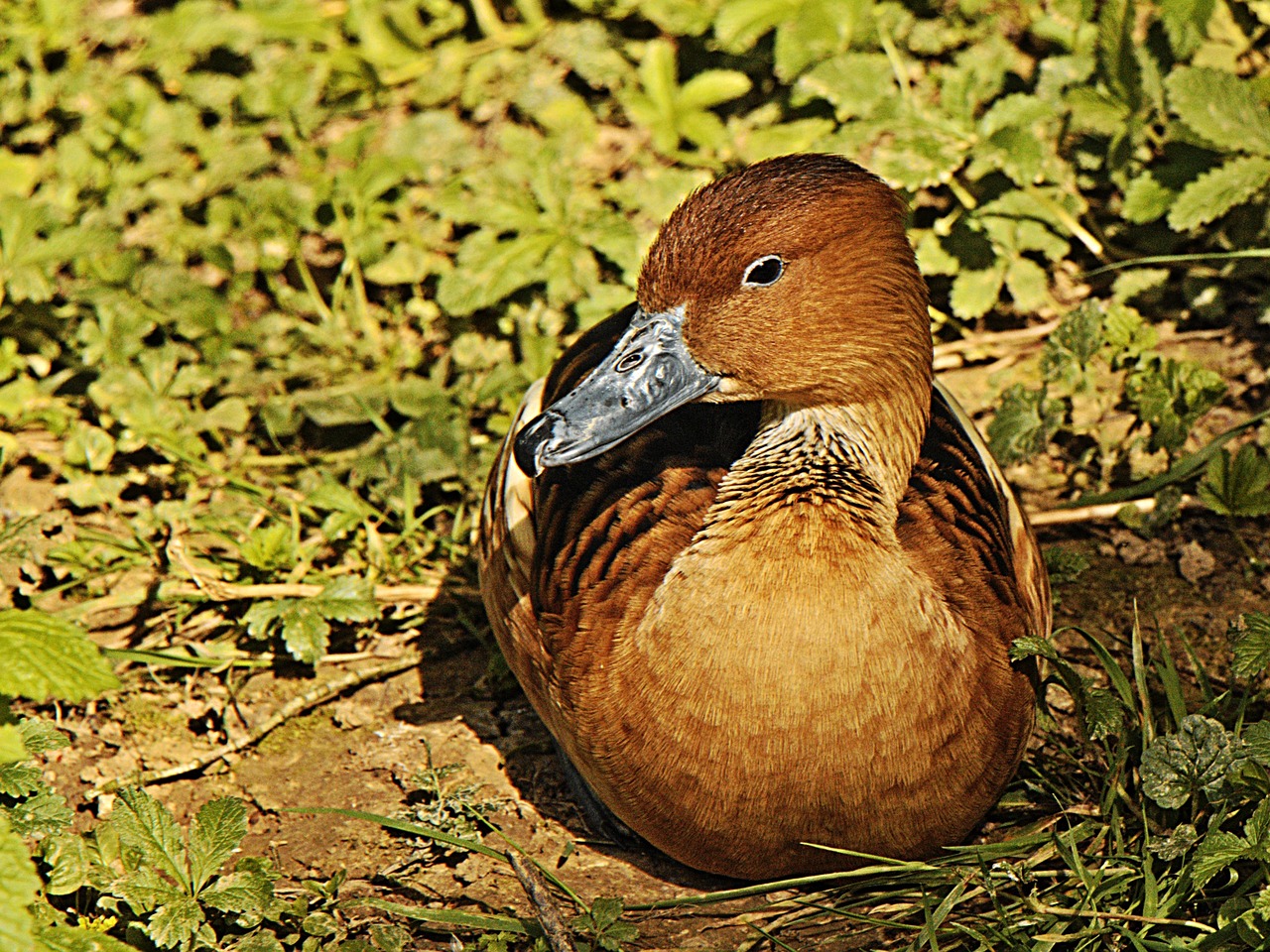 duck bird animal free photo