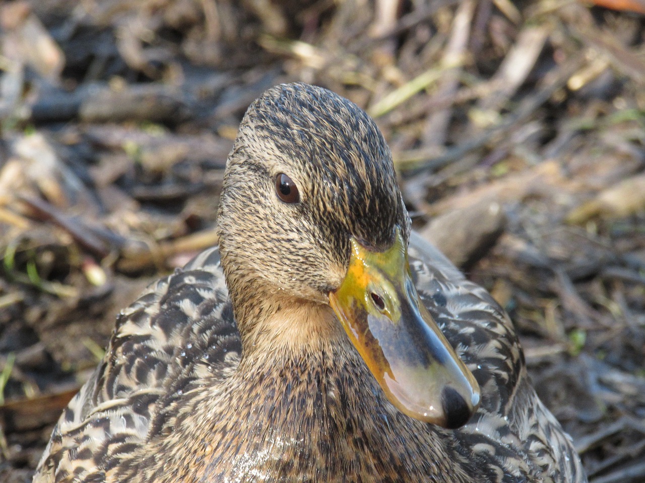 duck nature bird free photo