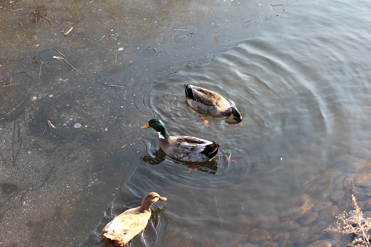 duck mallard duck lake free photo