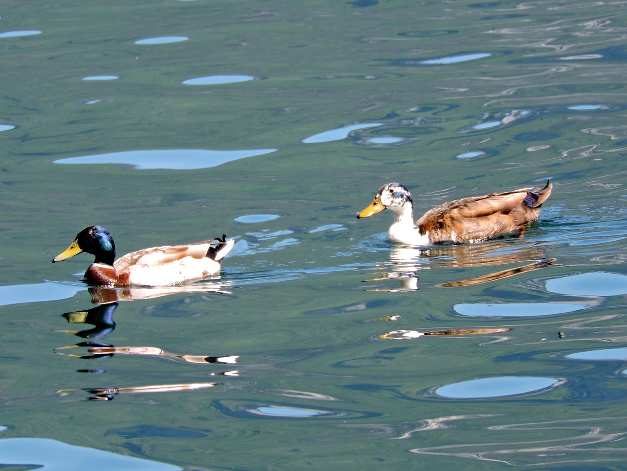 duck water lake free photo