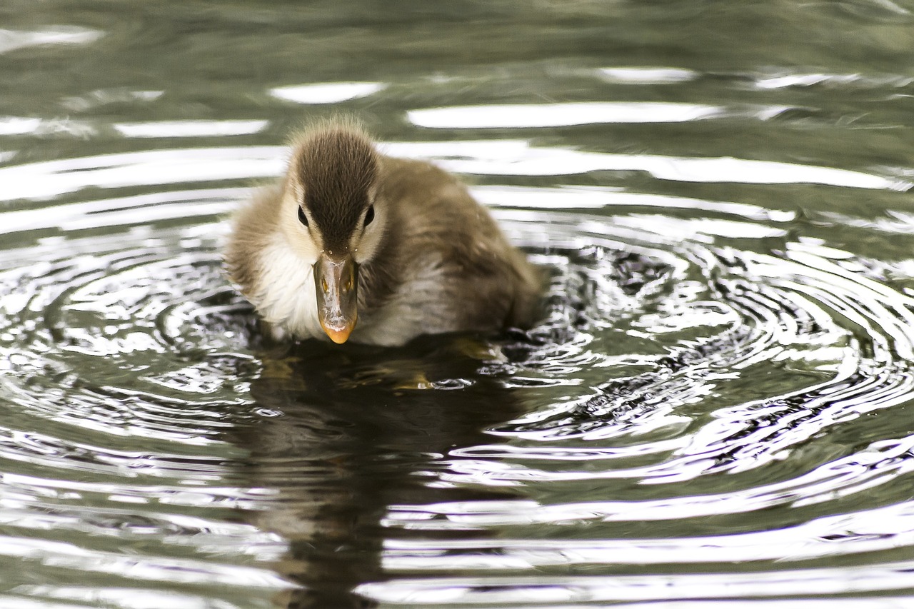 duck baby duckling free photo