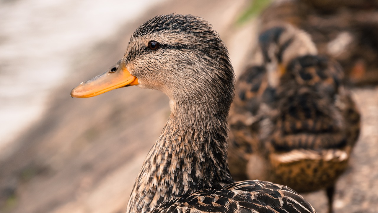 duck bird head free photo