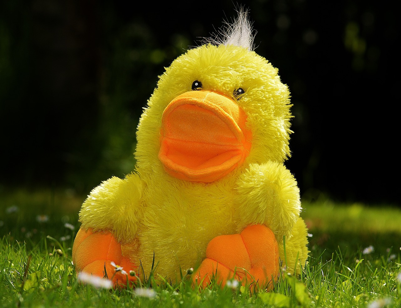 duck funny soft toy free photo