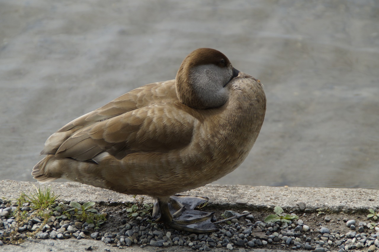 duck lake waters free photo