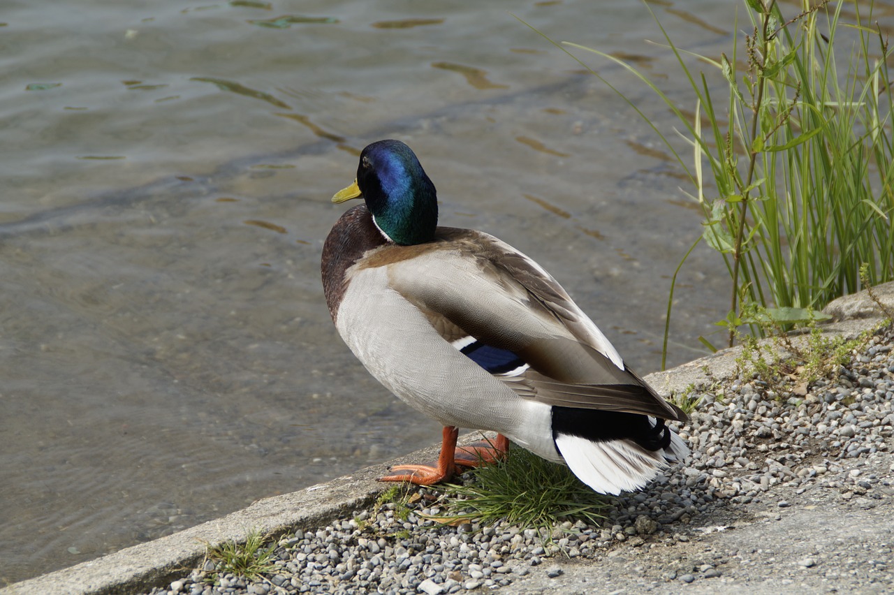 duck lake waters free photo