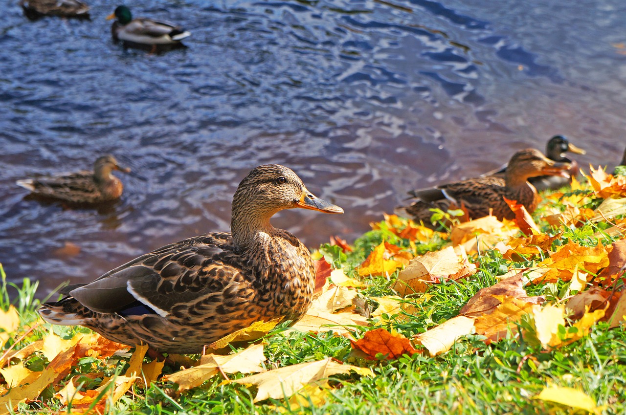 duck autumn nature free photo