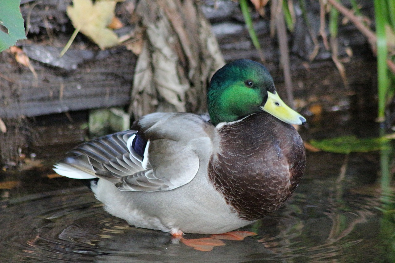 duck water bird drake free photo