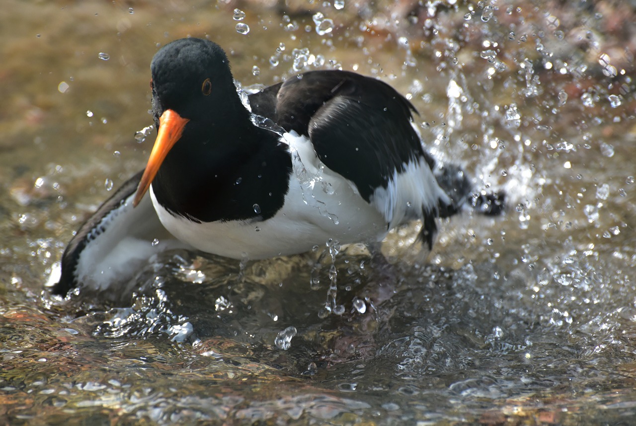 duck water clean free photo