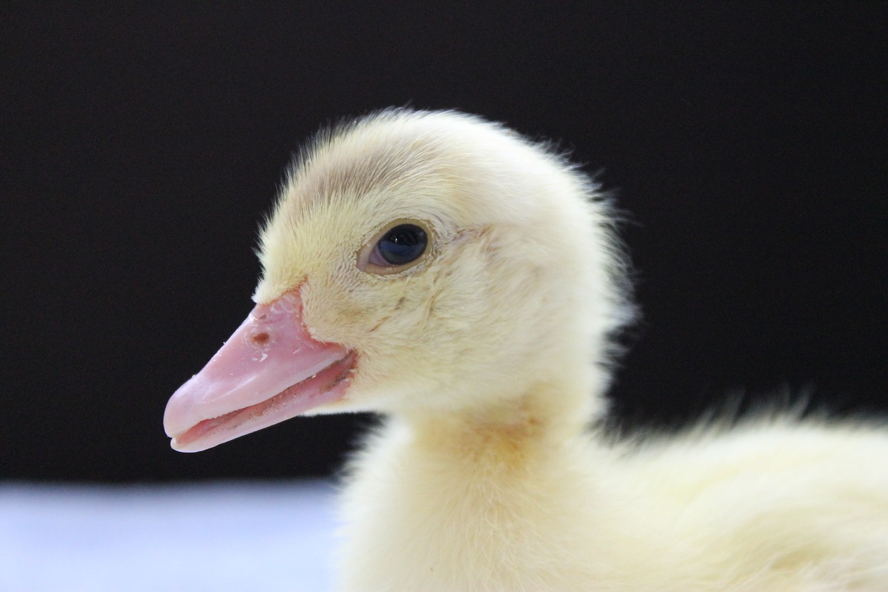 duck duckling animal free photo