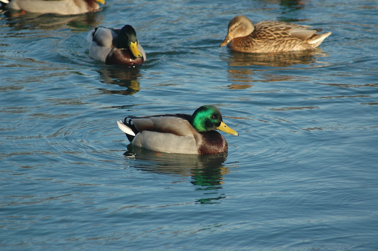 duck wild winter free photo