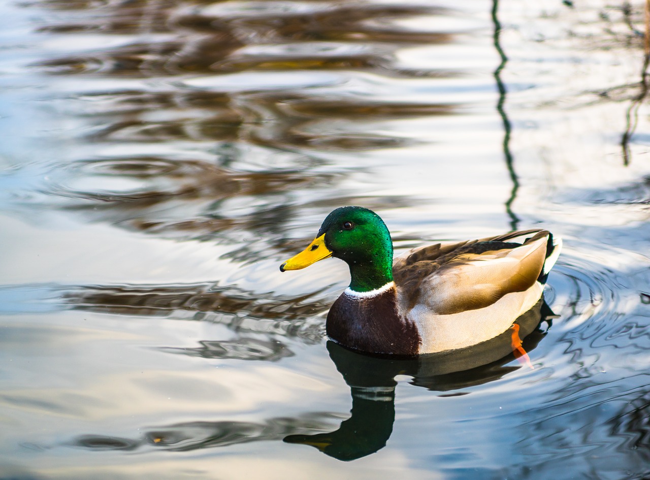 duck water lake free photo