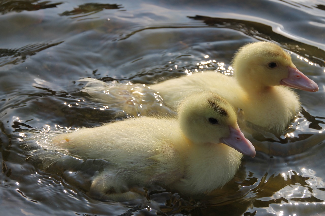 duck water animals free photo