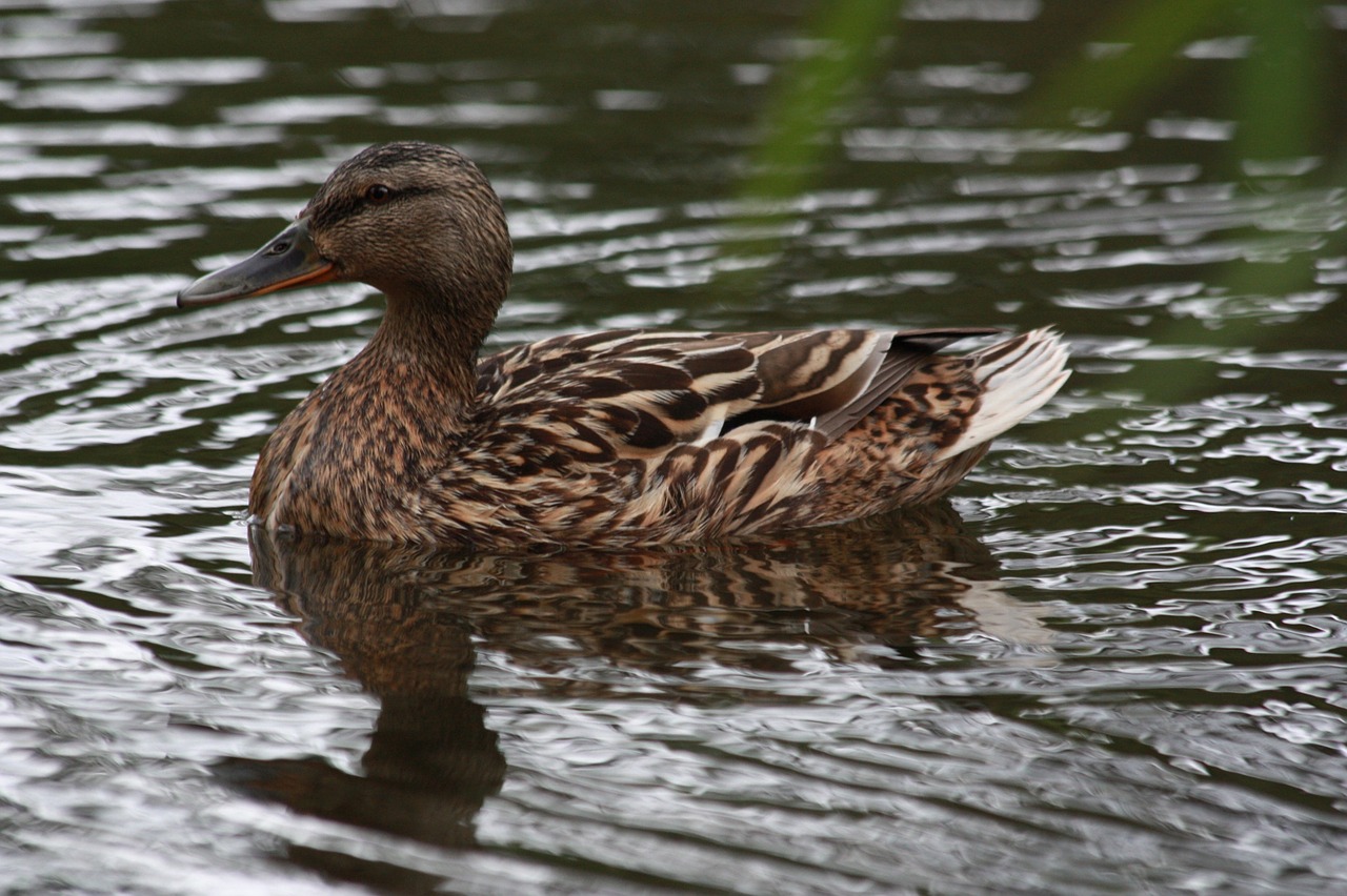 duck water wild free photo