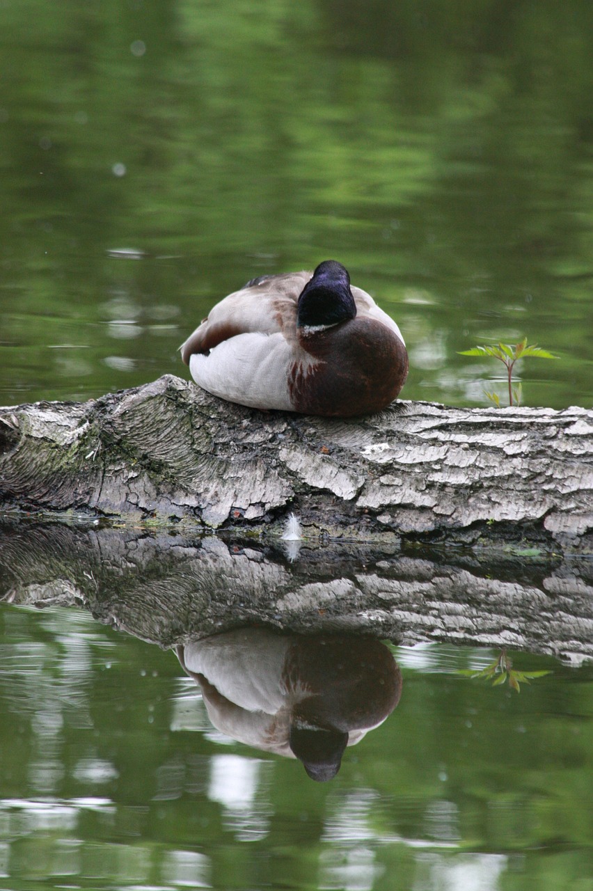 duck water forest free photo