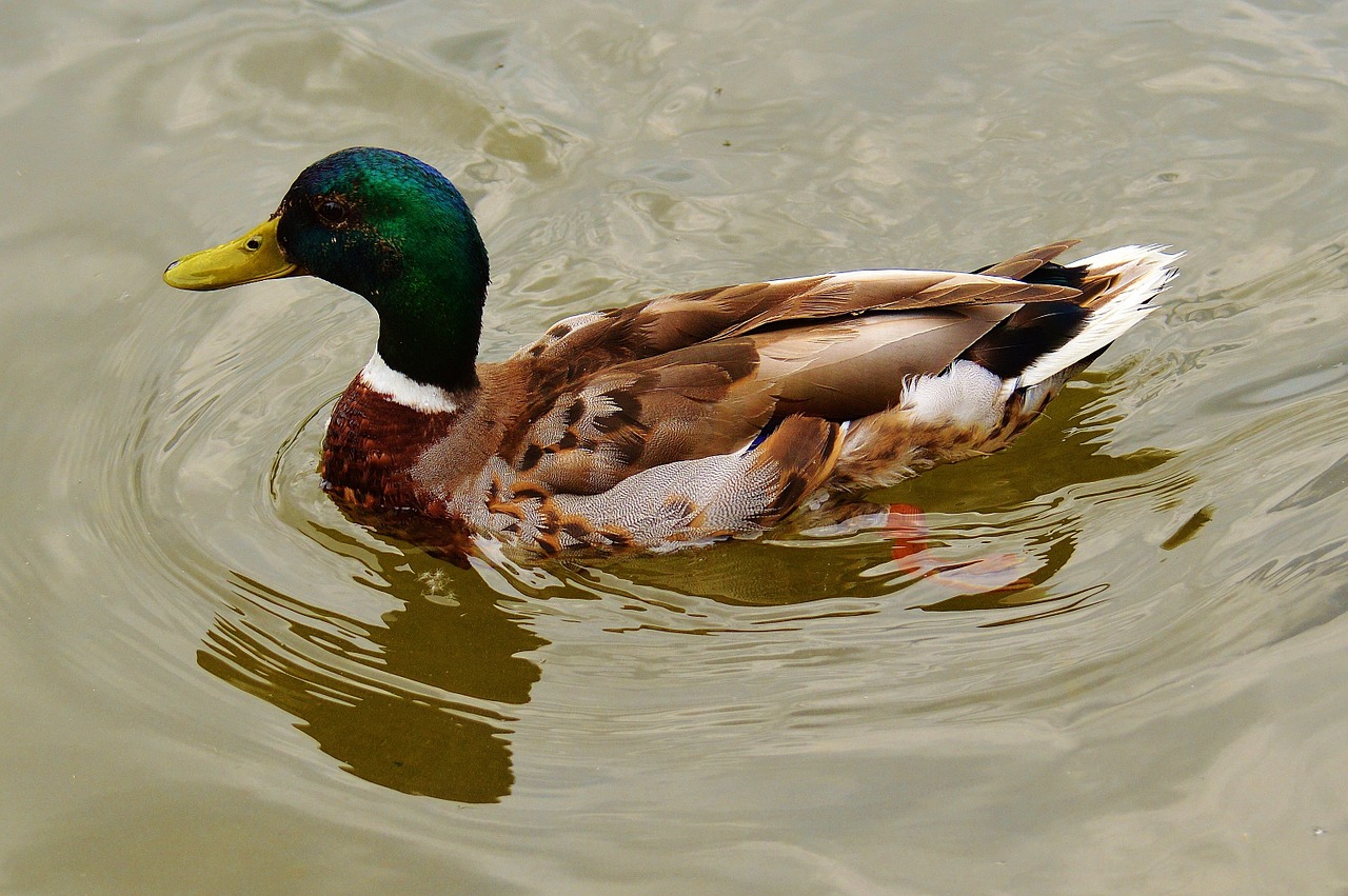 duck bird feather free photo