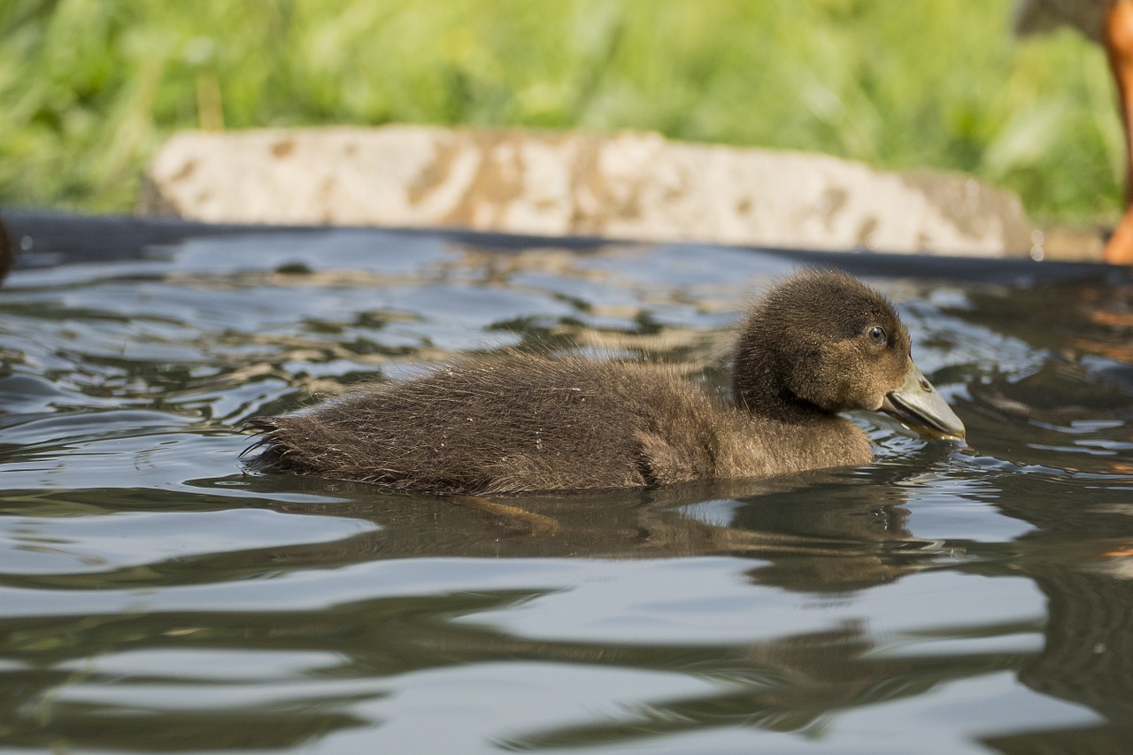 duck chicken water bird free photo