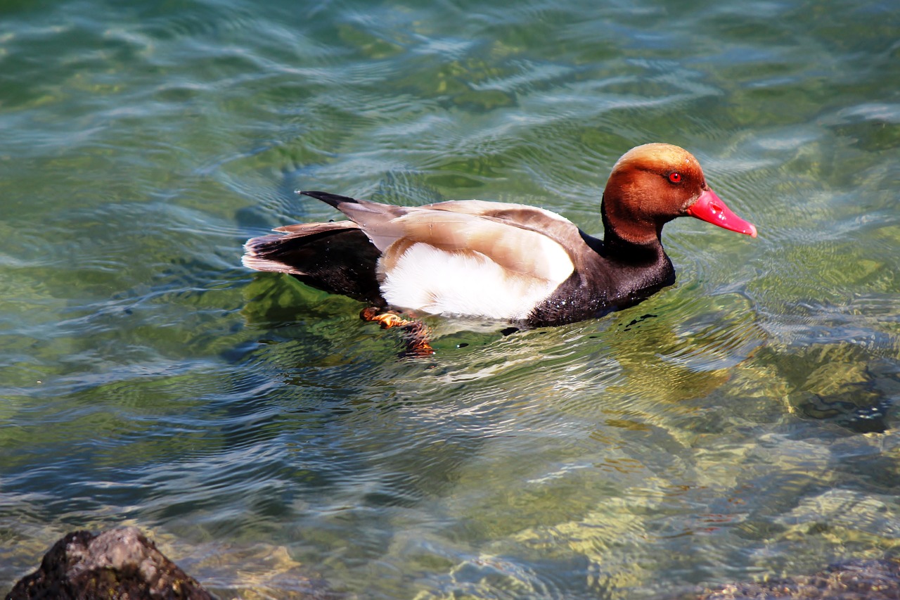 duck spring dress colorful free photo