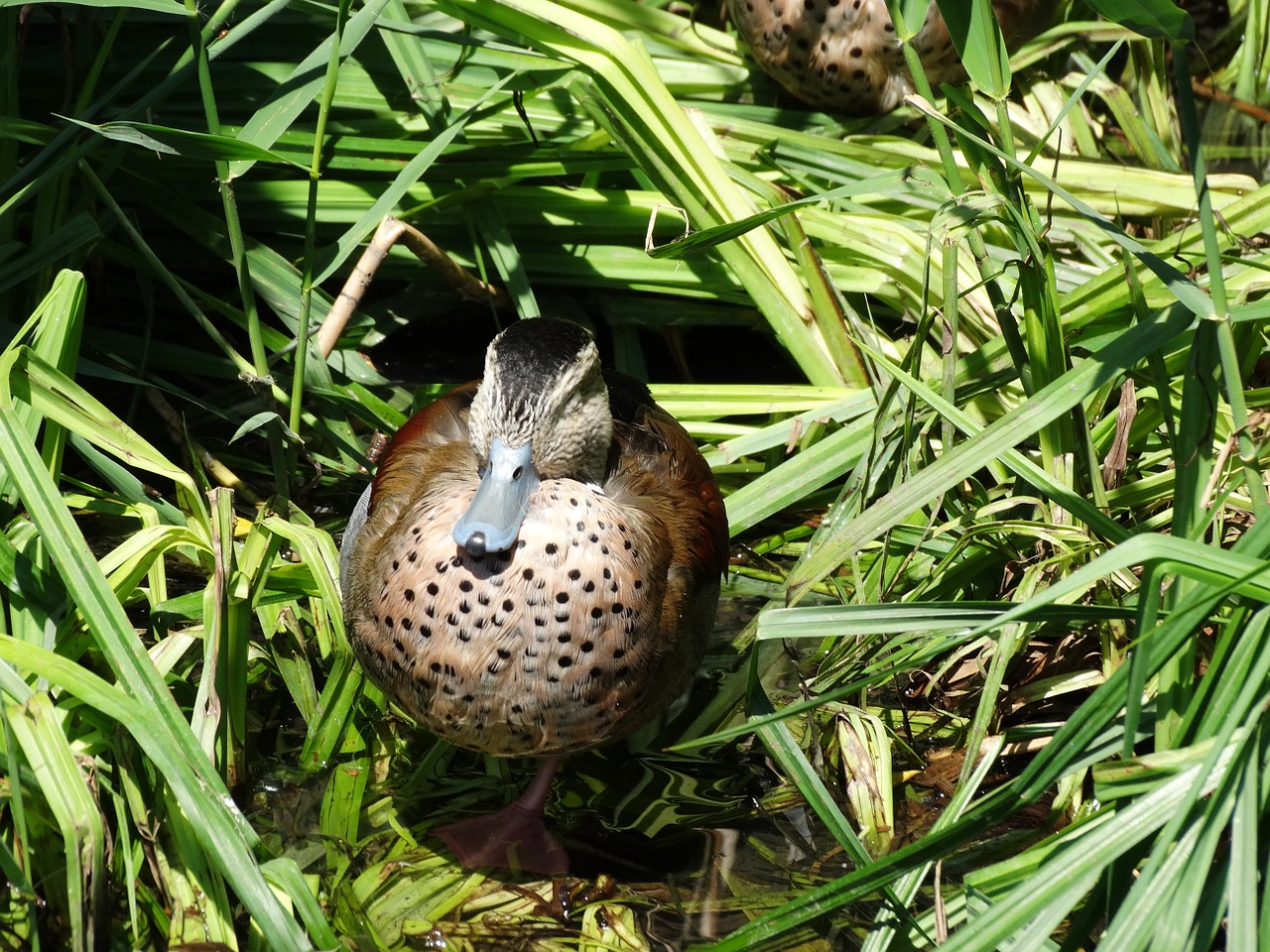 duck zoo bird free photo