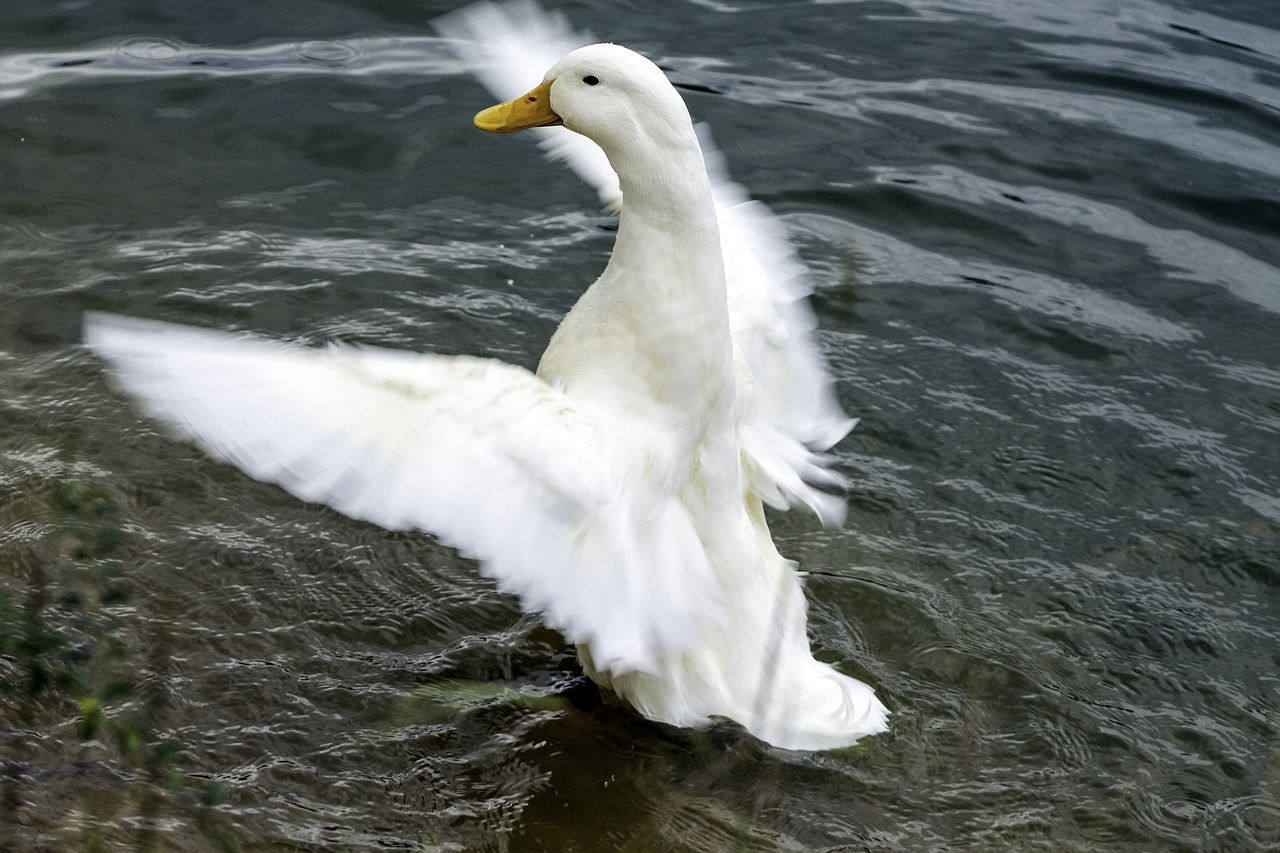 duck pond wings free photo