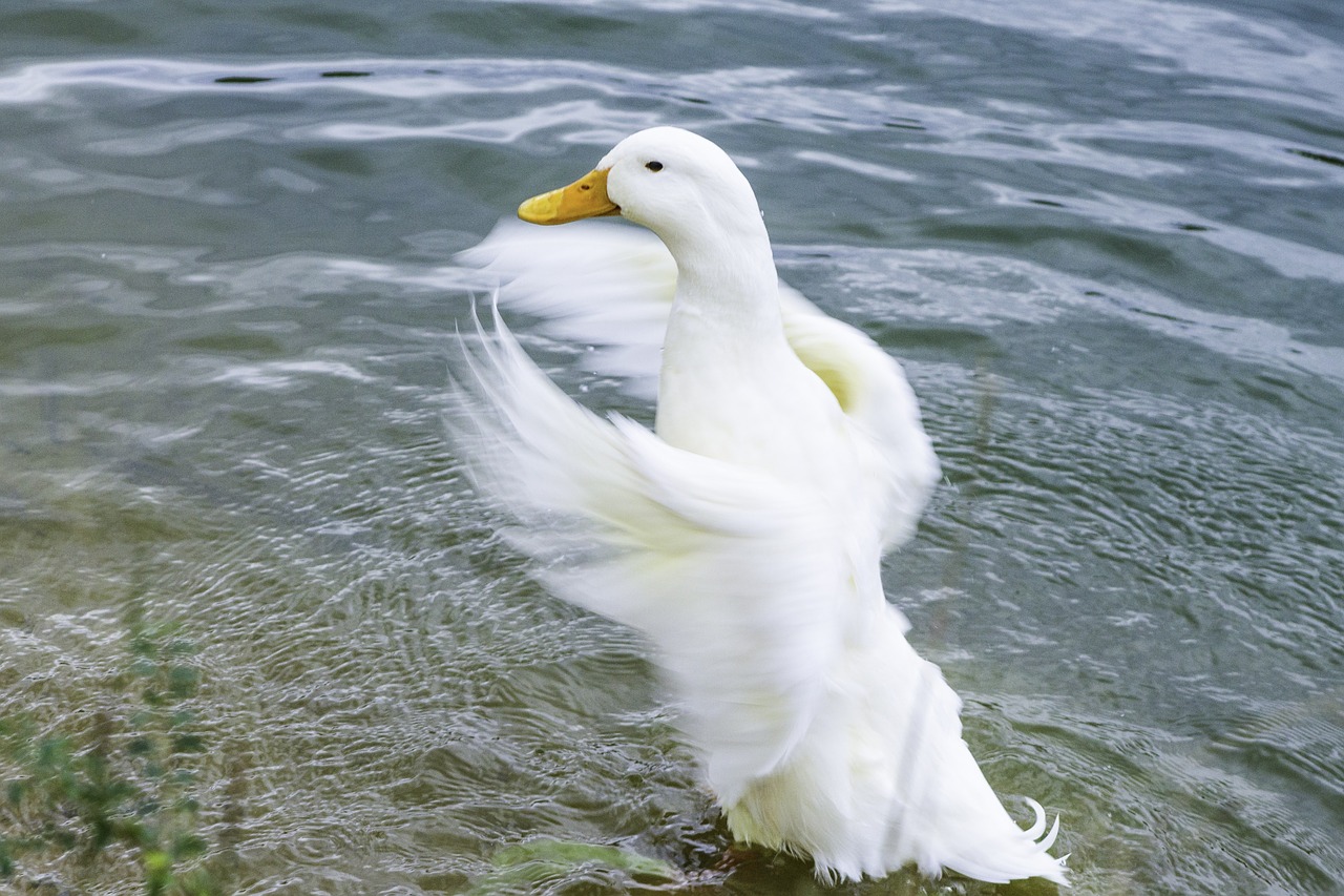duck goose lake free photo