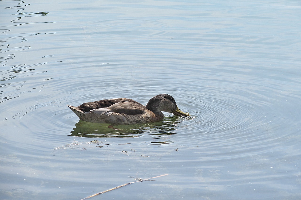 duck mallard water bird free photo