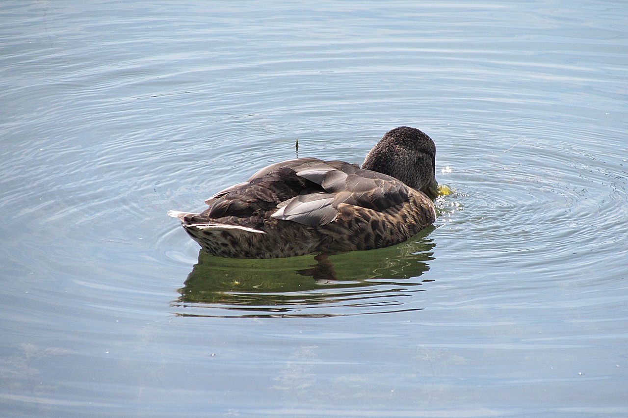 duck mallard water bird free photo