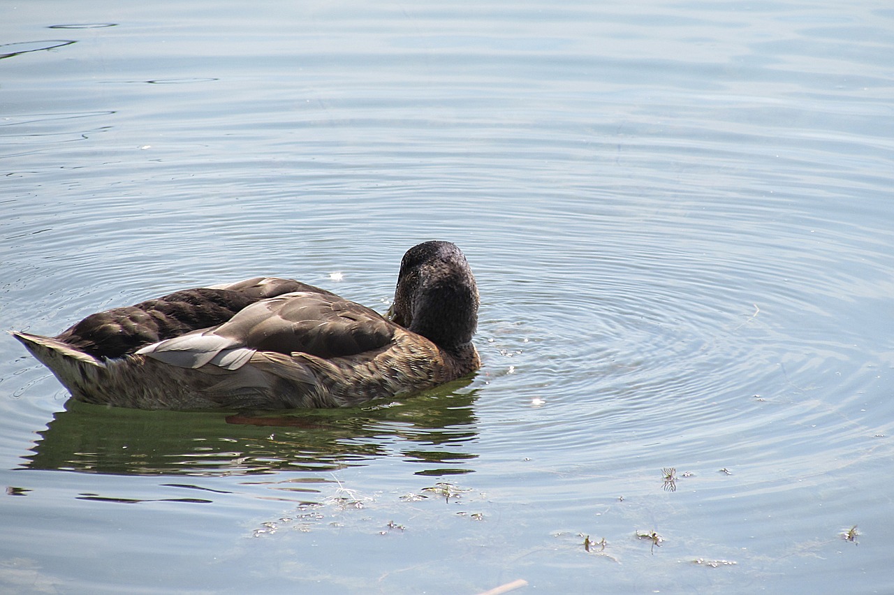 duck mallard water bird free photo