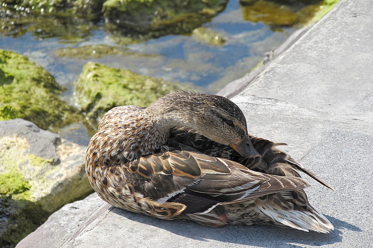 duck mallard water bird free photo