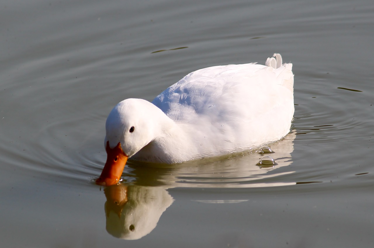 duck pond paddle free photo