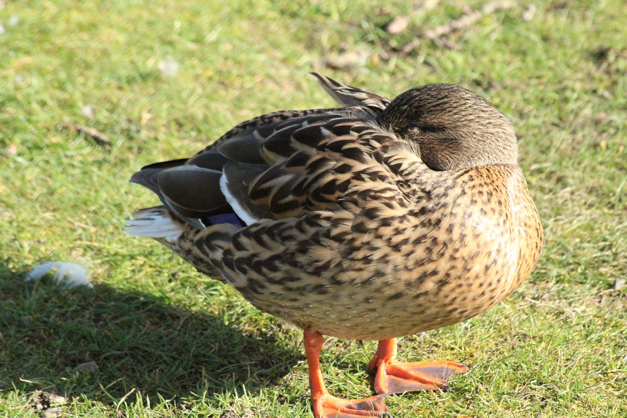 duck meadow nature free photo