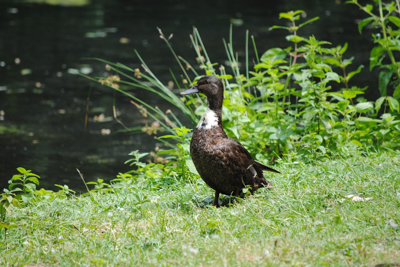 duck water water bird free photo