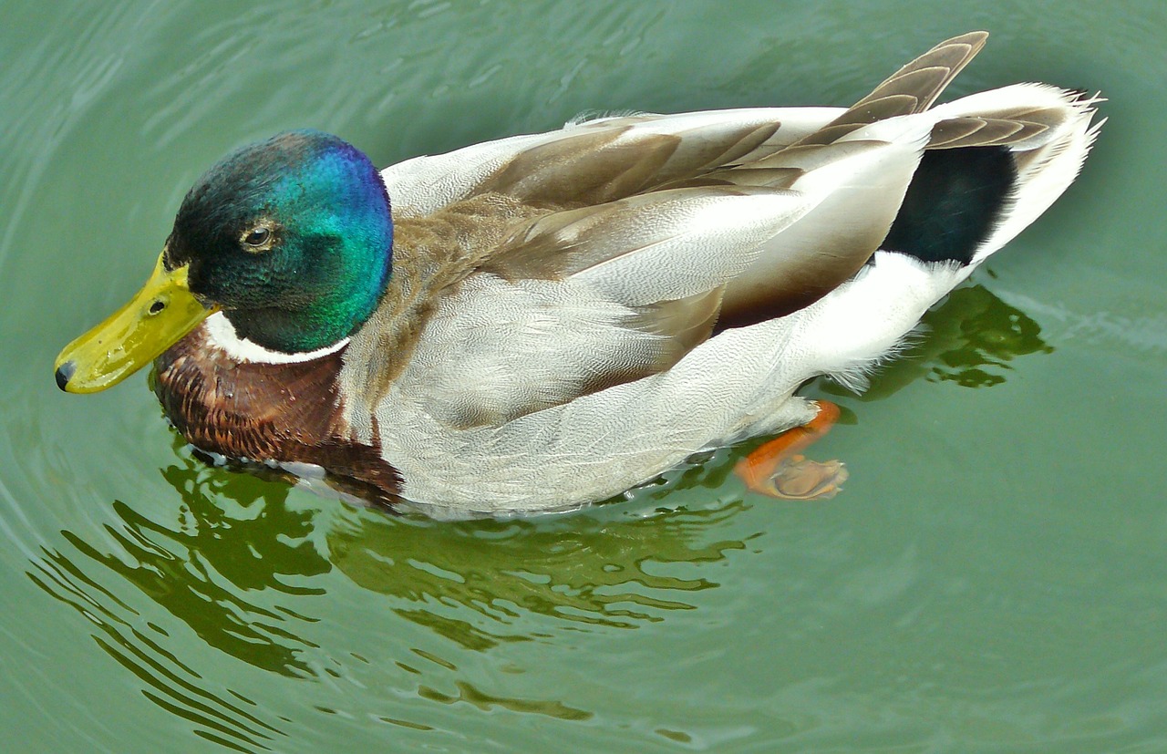 duck mallard water bird free photo