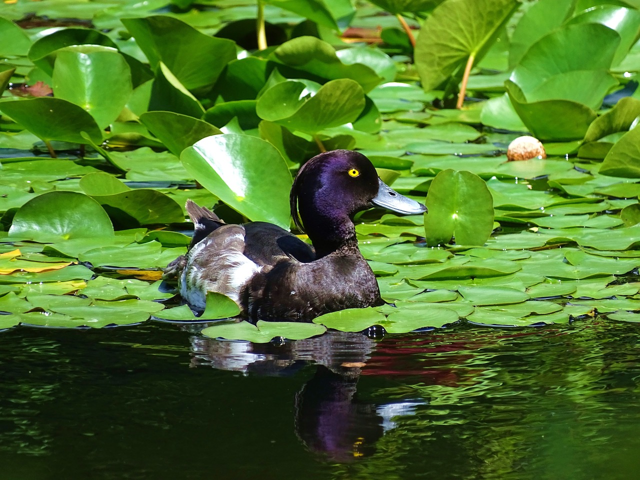 duck water animal free photo