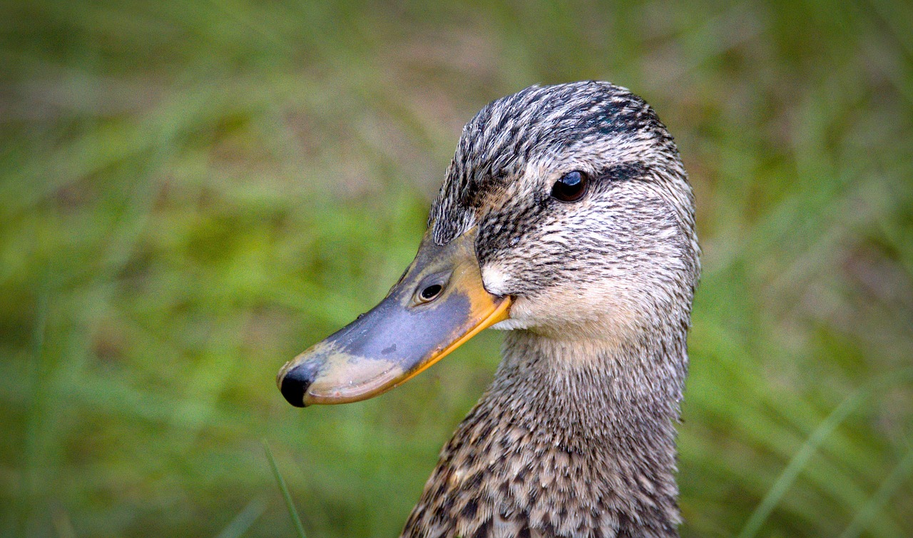 duck wild bird free photo