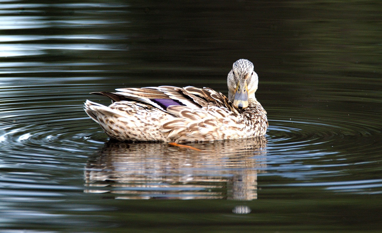 duck wild pond free photo
