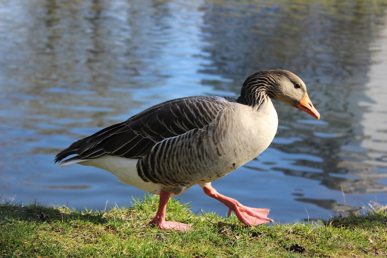 duck water pond free photo