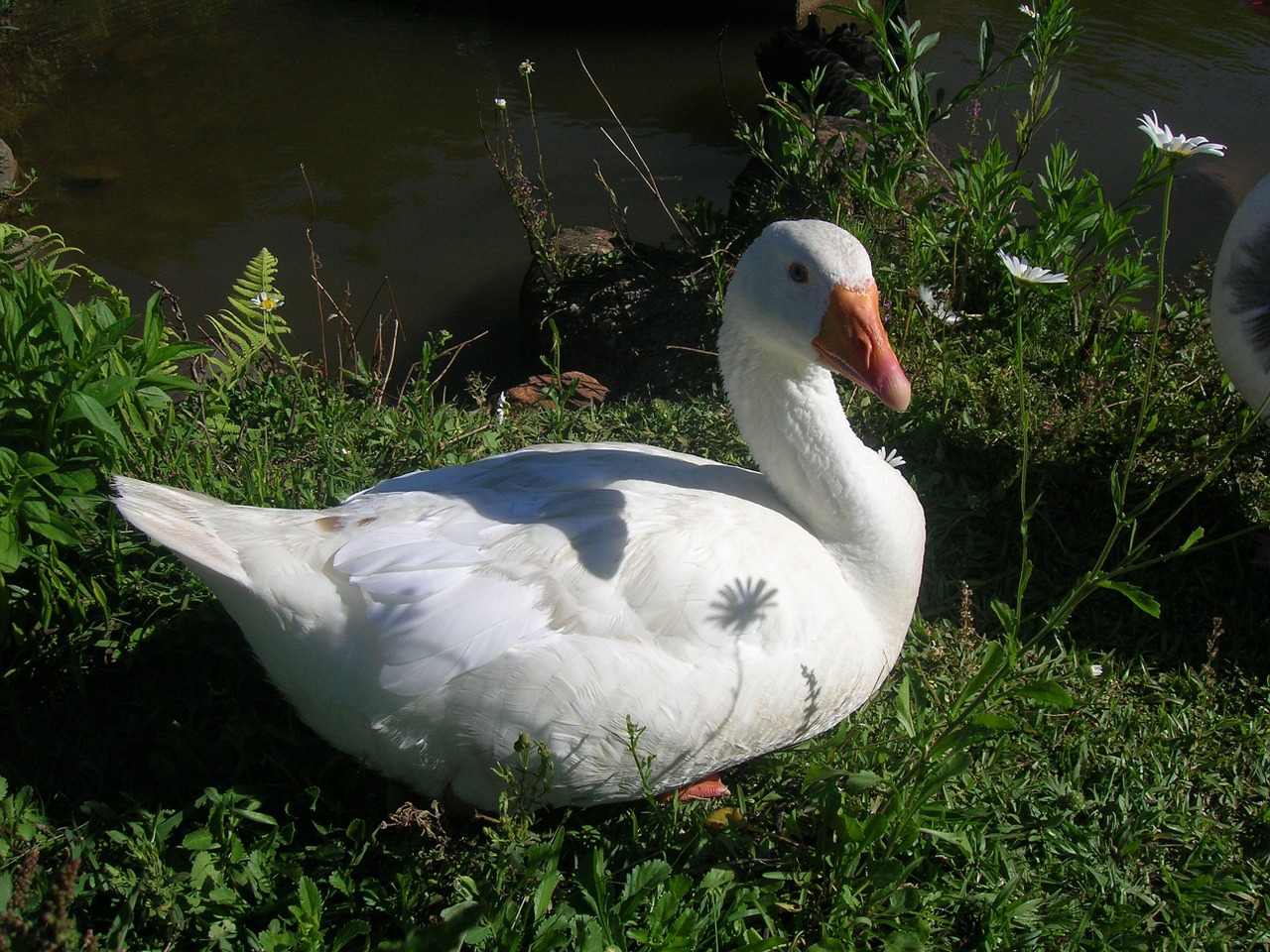 duck nature grass free photo