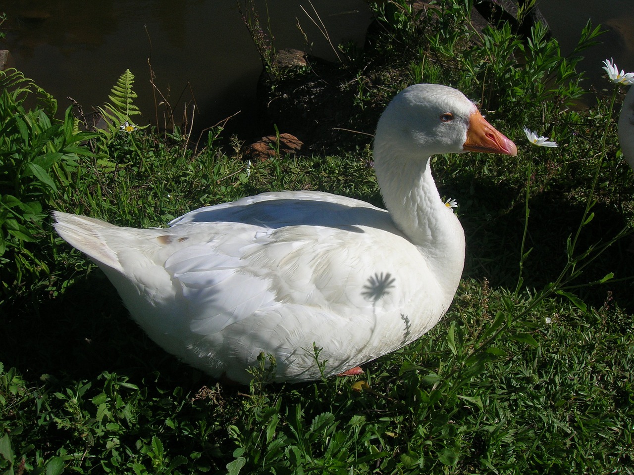 duck nature grass free photo