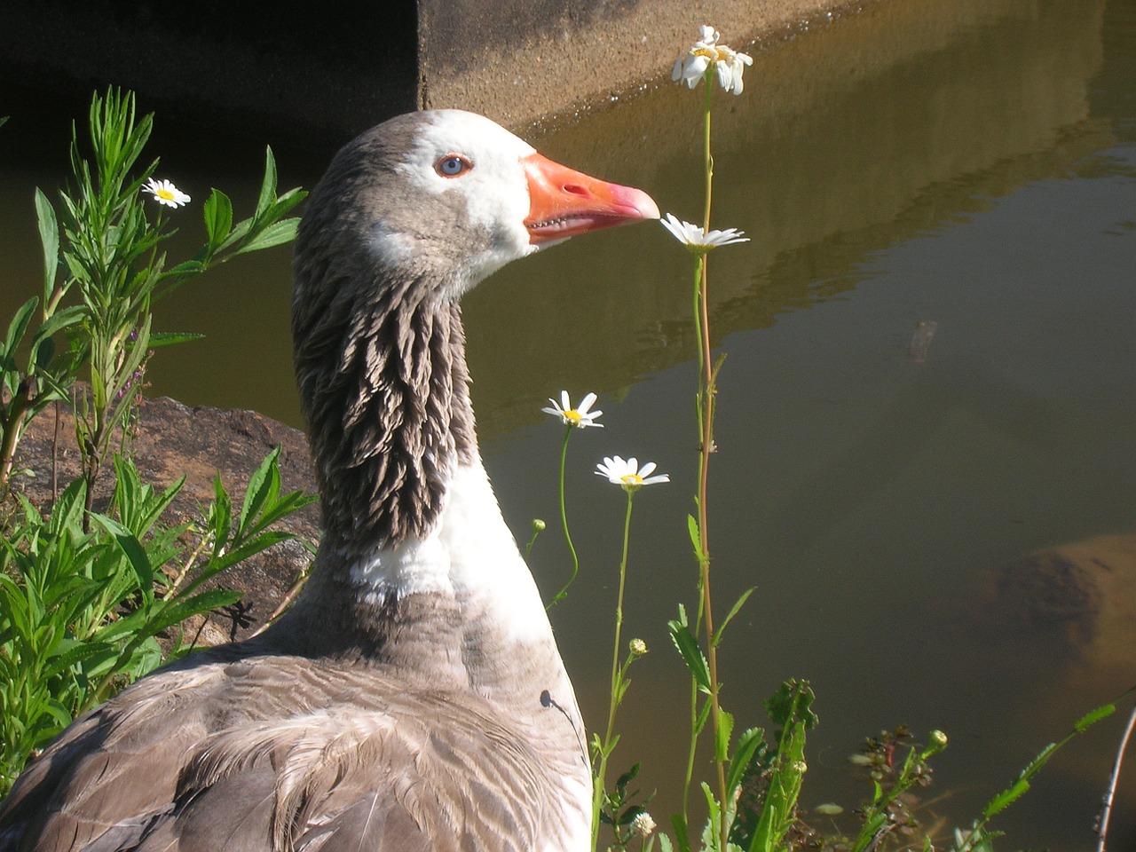 duck nature flowers free photo