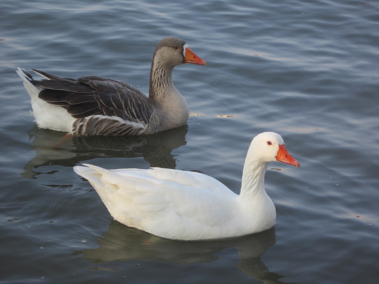 duck white brown free photo